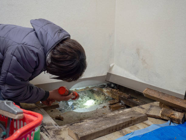 Best Basement Mold Removal  in Sycamore, IL