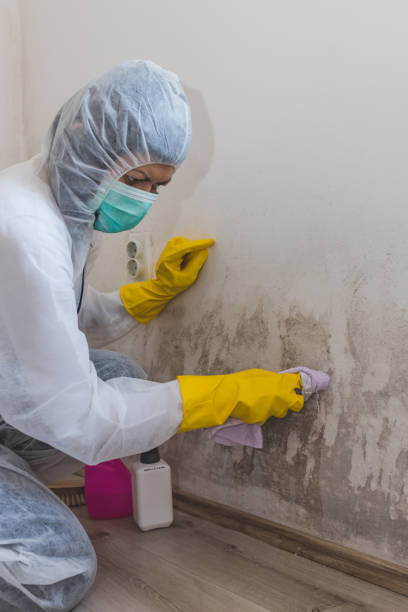 Best Residential Mold Inspection & Testing  in Sycamore, IL