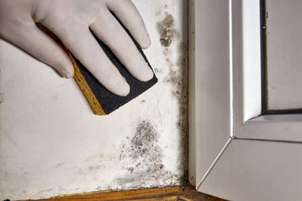 Best Air Quality Testing for Mold Spores  in Sycamore, IL